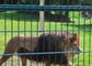 Não oxidar soldou a malha 10m-30m de Mesh Zoo Animal Enclosure Wire do fio de aço