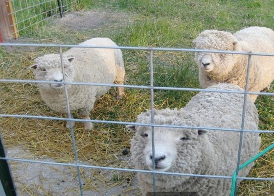 Quente mergulhado galvanizou a agricultura soldada de Mesh In Agriculture And Animal do fio