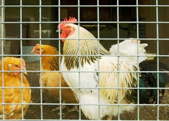 15m 20m 30m rede de arame elétrico soldado de aço inoxidável Usado como gaiolas de aves de capoeira ou cerca