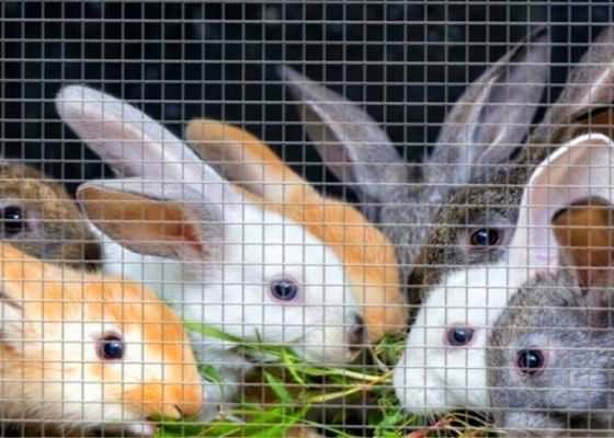 O rolo inoxidável de pano do hardware 48x100 galvanizou o fio Mesh Roll For Rabbit Cage