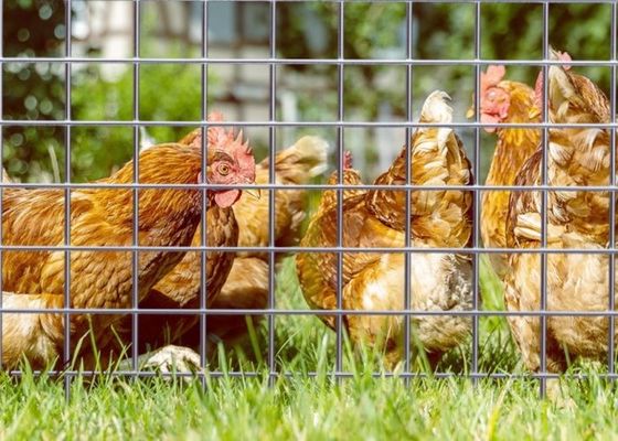 Eletro galvanizado de malha de arame soldado com comprimento de rolos de 50 m e largura de 0,5 m para recinto de animais